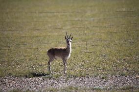 Tibetan antelopes