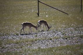 Tibetan antelopes