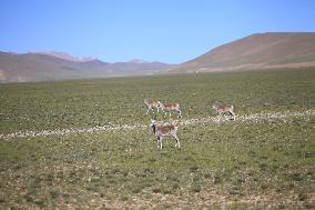 Tibetan antelopes