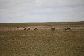 Tibetan antelopes