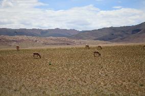 Tibetan antelopes