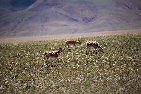 Tibetan antelopes