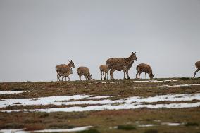 Tibetan antelopes