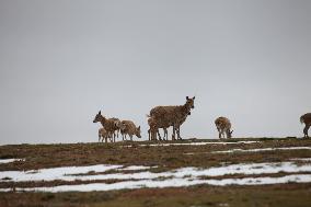 Tibetan antelopes