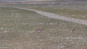 Tibetan Wild Donkeys