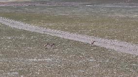 Tibetan Wild Donkeys