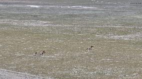 Tibetan Wild Donkeys