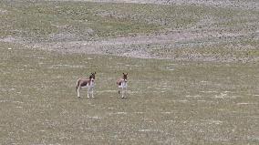 Tibetan Wild Donkeys