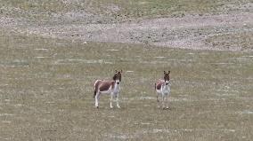 Tibetan Wild Donkeys