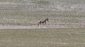 Tibetan Wild Donkeys