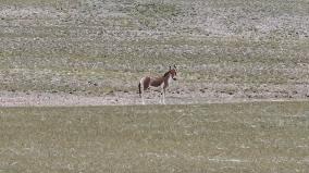 Tibetan Wild Donkeys