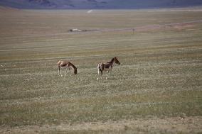 Tibetan Wild Donkeys