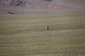 Tibetan Wild Donkeys