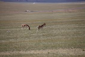 Tibetan Wild Donkeys