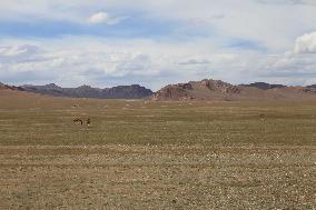 Tibetan Wild Donkeys