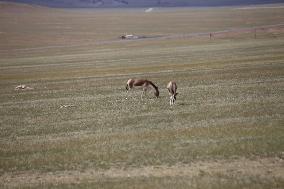 Tibetan Wild Donkeys