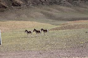 Tibetan Wild Donkeys