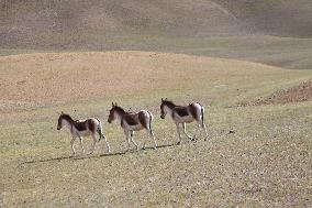 Tibetan Wild Donkeys