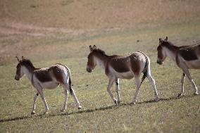 Tibetan Wild Donkeys