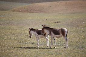 Tibetan Wild Donkeys