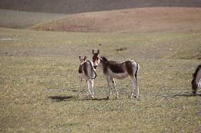 Tibetan Wild Donkeys