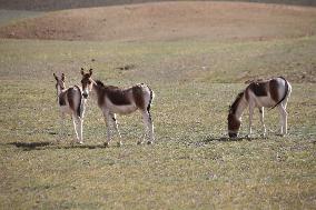 Tibetan Wild Donkeys