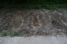 Unidentified Bodies Graves Of Student Movement Violence In Dhaka, Bangladesh