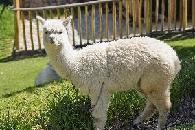 Alpaca in Peru