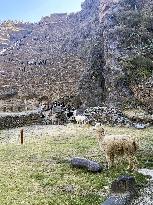 Alpaca in Peru