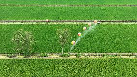 Farmers Use Hydrogen Balloons To Spray Pesticides in Suqian