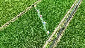 Farmers Use Hydrogen Balloons To Spray Pesticides in Suqian