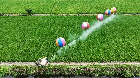 Farmers Use Hydrogen Balloons To Spray Pesticides in Suqian