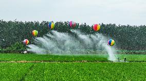 Farmers Use Hydrogen Balloons To Spray Pesticides in Suqian