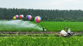 Farmers Use Hydrogen Balloons To Spray Pesticides in Suqian