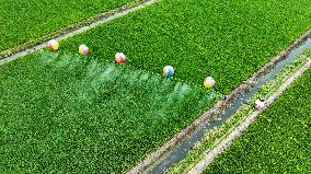 Farmers Use Hydrogen Balloons To Spray Pesticides in Suqian