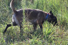 Launch of humanitarian demining project involving women canine handlers in Ukraine