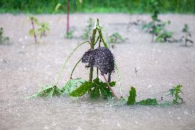 Flood In Bangladesh