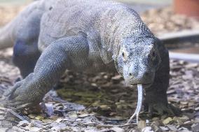 Komodo dragon at central Japan zoo