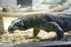 Komodo dragon at central Japan zoo