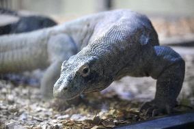 Komodo dragon at central Japan zoo