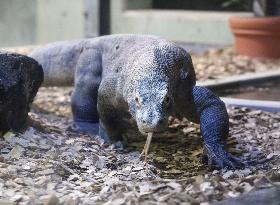 Komodo dragon at central Japan zoo