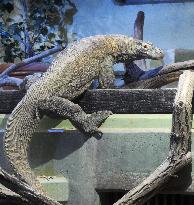 Komodo dragon at central Japan zoo