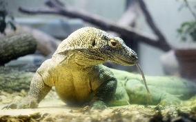 Komodo dragon at central Japan zoo