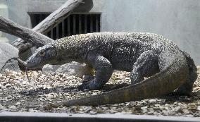 Komodo dragon at central Japan zoo