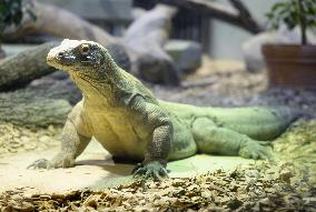 Komodo dragon at central Japan zoo