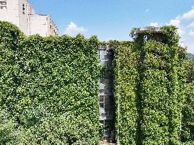 Creepers Occupy Library Wall at A University in Guiyang