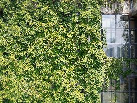 Creepers Occupy Library Wall at A University in Guiyang