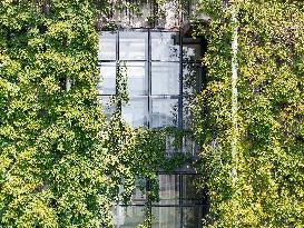 Creepers Occupy Library Wall at A University in Guiyang