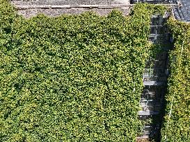 Creepers Occupy Library Wall at A University in Guiyang