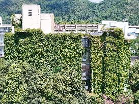 Creepers Occupy Library Wall at A University in Guiyang